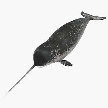 Narwhal, 3D model, Whale HD phone wallpaper