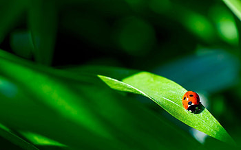 Plant, Macro, Sheet, Leaf, Ladybug, Ladybird HD wallpaper