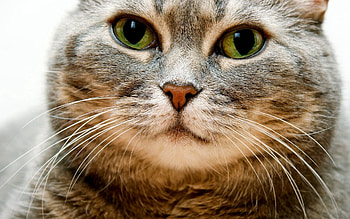 Animals, Cat, Muzzle, Eyes, Grey HD wallpaper