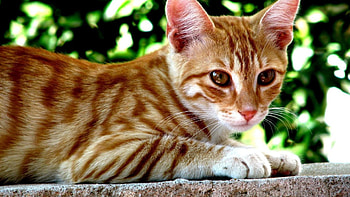 Street cat, cute, wall, cat, tabby, pet HD wallpaper