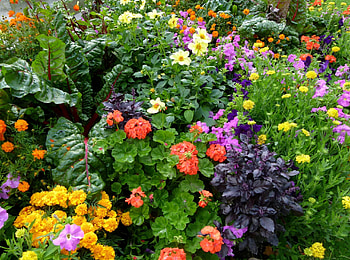 Flowers, Greens, Flower Bed, Flowerbed, Lot, Different HD wallpaper