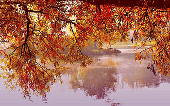 Colorful Autumn Branches, Reflections, graphy, Lakes, Trees, Fall Season, Nature, Autumn, Branches HD wallpaper