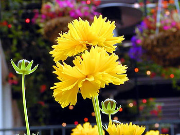 LOVELY YELLOW, plant, flowers, buds, yellow HD wallpaper