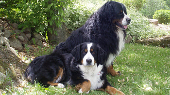 Animals, Dogs, Grass, Couple, Pair, To Lie Down, Lie HD wallpaper