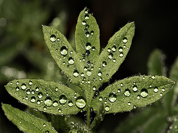 Macro, Sheet, Leaf, Drop HD wallpaper