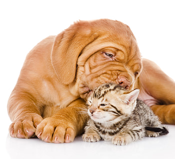 Kiss, pisica, kitten, puppy, couple, cute, cat, funny HD wallpaper