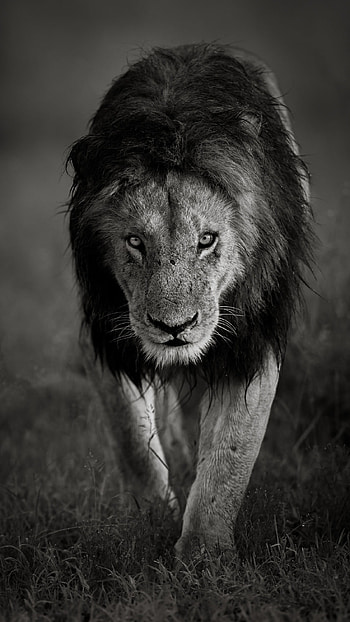 Black Lion, Animal, King HD phone wallpaper