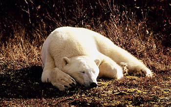 Animals, Bears HD wallpaper