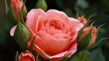 Beautiful Rose, garden, buds, petals, blossom, plant HD wallpaper