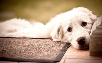 Dog, bark, animal, puppy, friend HD wallpaper