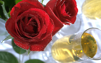 Plants, Flowers, Roses HD wallpaper