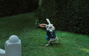 Rabbit, , Background HD wallpaper