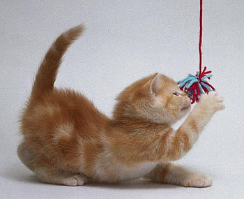 Playing, cats, graphy, animals, kittens HD wallpaper
