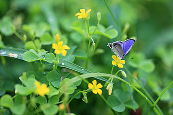 Flowers, Grass, Macro, Shine, Light, Butterfly HD wallpaper
