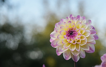 Plants, Flowers HD wallpaper