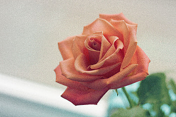Pink Rose , pink, rose, nature HD wallpaper