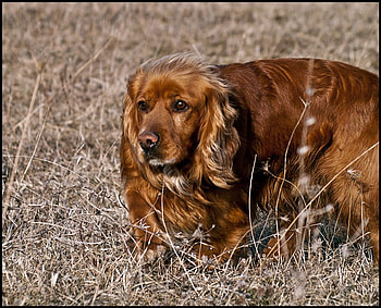 looking for..., dog, wind, look, for HD wallpaper