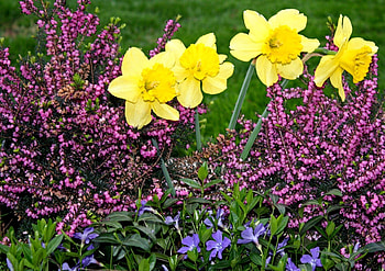 Flowers, Narcissussi, Heather, Greens, Flower Bed, Flowerbed, Periwinkle HD wallpaper