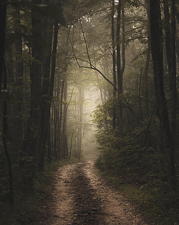 Nature, Road, Forest, Fog HD phone wallpaper