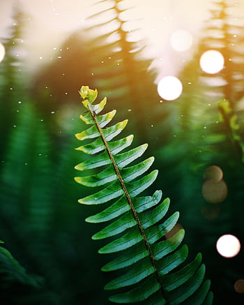 Close-up of a vibrant fern leaf in sunlight. Captured outdoors in Nairobi. HD phone wallpaper