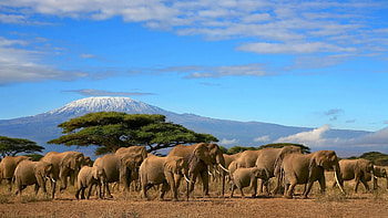 South Africa travels, African bush elephant HD wallpaper