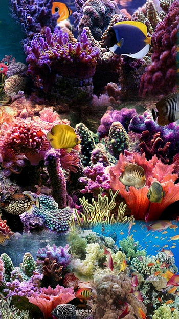 Coral reef , Underwater enchantment, Vibrant marine colors, background HD phone wallpaper