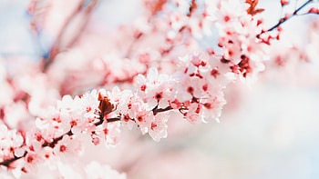 Spring Flower, spring, flower, flowers, nature HD wallpaper