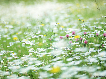 Plants, Flowers HD wallpaper