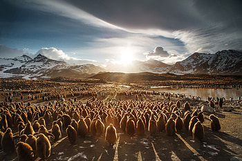 Juvenile King Penguins , penguins, birds, animals, cute HD wallpaper