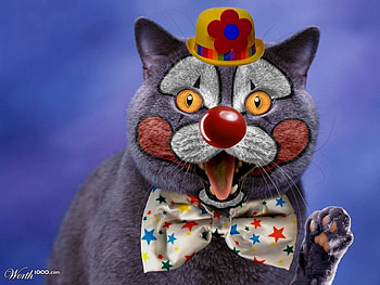 ClownCat, blue, animal, grey, clown, cute, cat, pisica, creative, fantasy, yellow, red, funny, worth1000, paw, hat, bow HD wallpaper