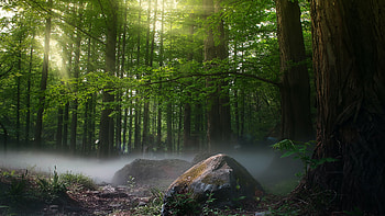 Morning Fog, trees, fog, morning, forest HD wallpaper