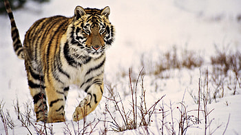 Animals, Grass, Snow, Predator, Stroll, Tiger HD wallpaper