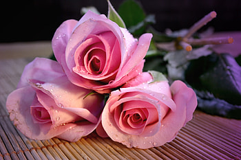 Pink Roses, graphy, roses, beautiful, romance, beauty, rose, pink, flower, love, flowers, romantic, lovely HD wallpaper