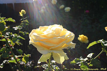 Yellow Garden Rose, art , yellow, beautiful, nature, garden rose HD wallpaper
