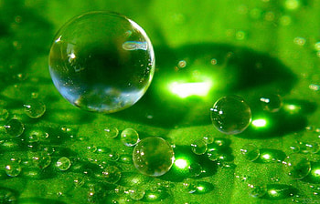 Plants, Leaves, Drops HD wallpaper