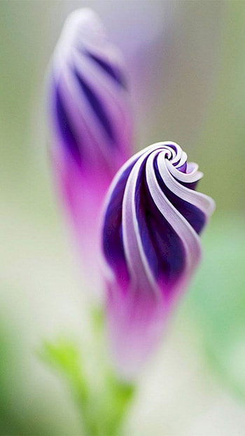 Beautiful Flowers, Exotic Flower HD phone wallpaper