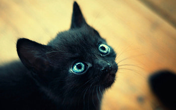 Animals, Kitty, Kitten, Muzzle, Blue Eyed, Blue-Eyed HD wallpaper