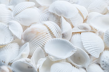 A detailed close-up of white seashells creating a natural pattern and texture. HD wallpaper