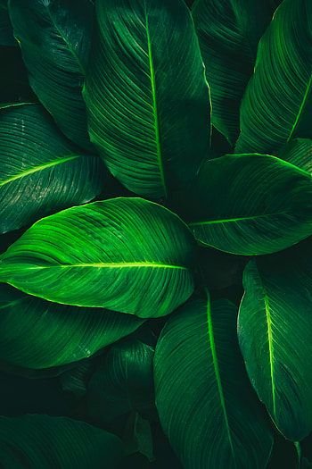 Leaves, close-up, terrestrial_plant HD phone wallpaper