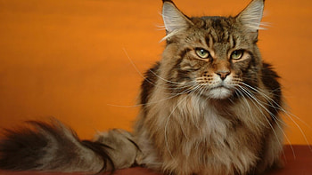 Cat posing, resting, red, cat, watching, domestic HD wallpaper