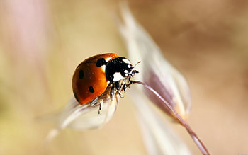 Macro, Close-Up, Insect, Crawl, Ladybug, Ladybird HD wallpaper