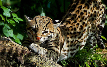 Animals, Leopards HD wallpaper