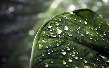Water, Drops, Macro, Leaf, Sheet HD wallpaper