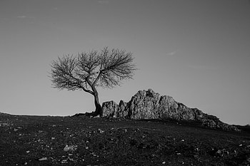 Nature, Rock, Wood, Tree, Minimalism, Bw, Chb HD wallpaper