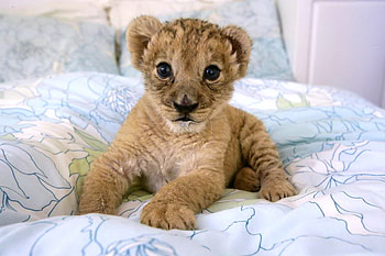 Lily - one month old, cub, young, lion, one month, lily HD wallpaper