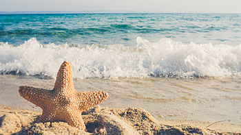 Animal Starfish HD wallpaper