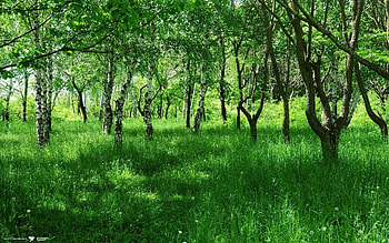 Nature, Grass, Summer, Birches, Young, Alley HD wallpaper
