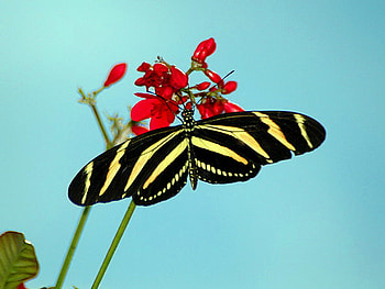 Longwing, blue sky, butterfly, yellow and black, red flower HD wallpaper