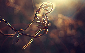 Plant, Glare, Shine, Light, Miscellanea, Miscellaneous, Branch HD wallpaper