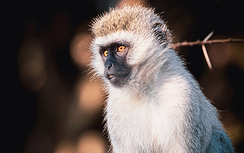 Vervet, animal, nature, primate HD wallpaper